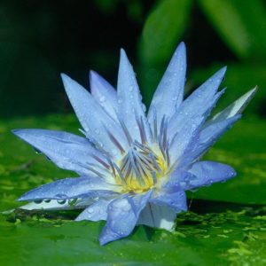 flor de loto azul