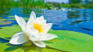 flor de loto blanco
