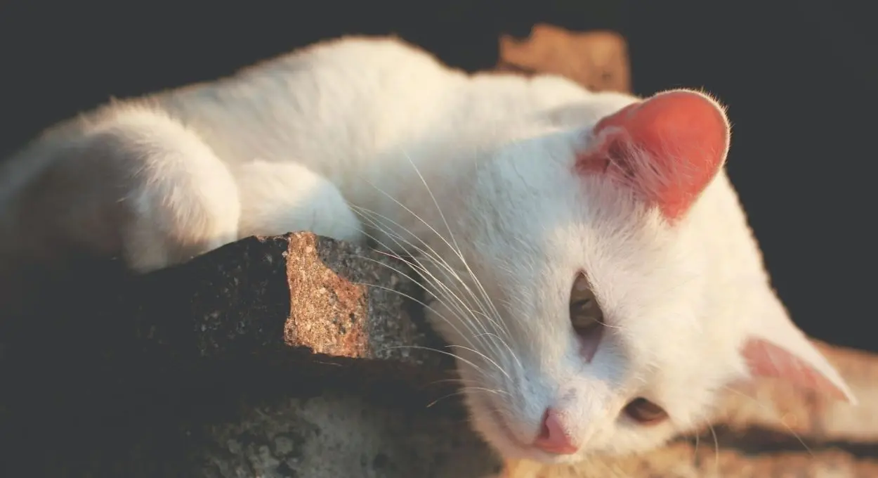 significado espiritual del gato blanco