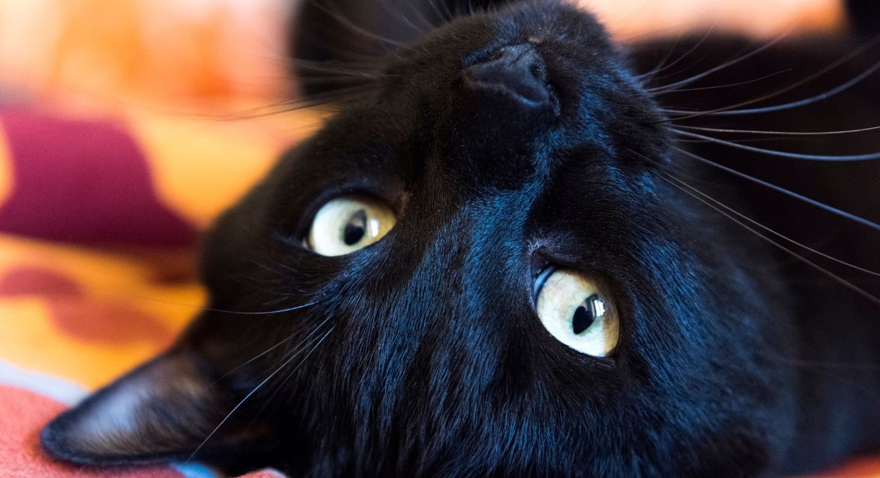 supertisciones de los gatos negros